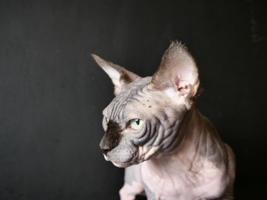 Toutankhamon de l'arche de sarah