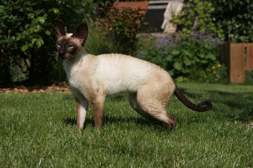 Le cornish rex – Standard et Caractère