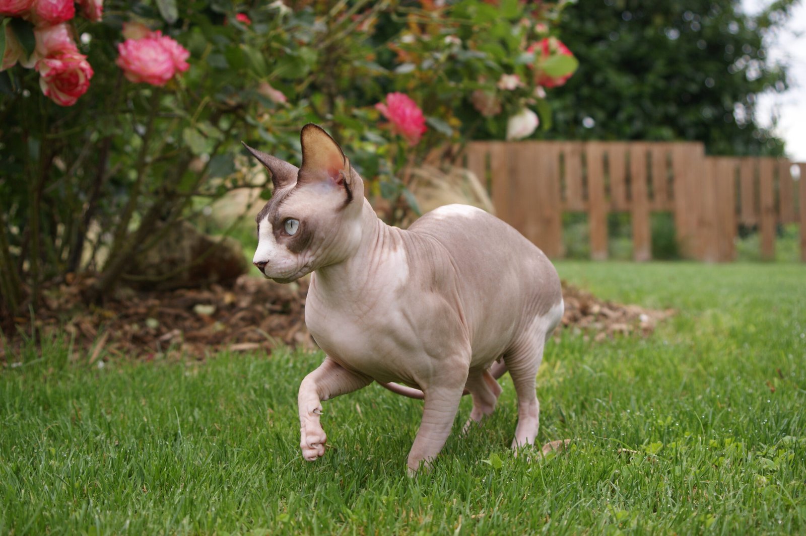 chat sphynx