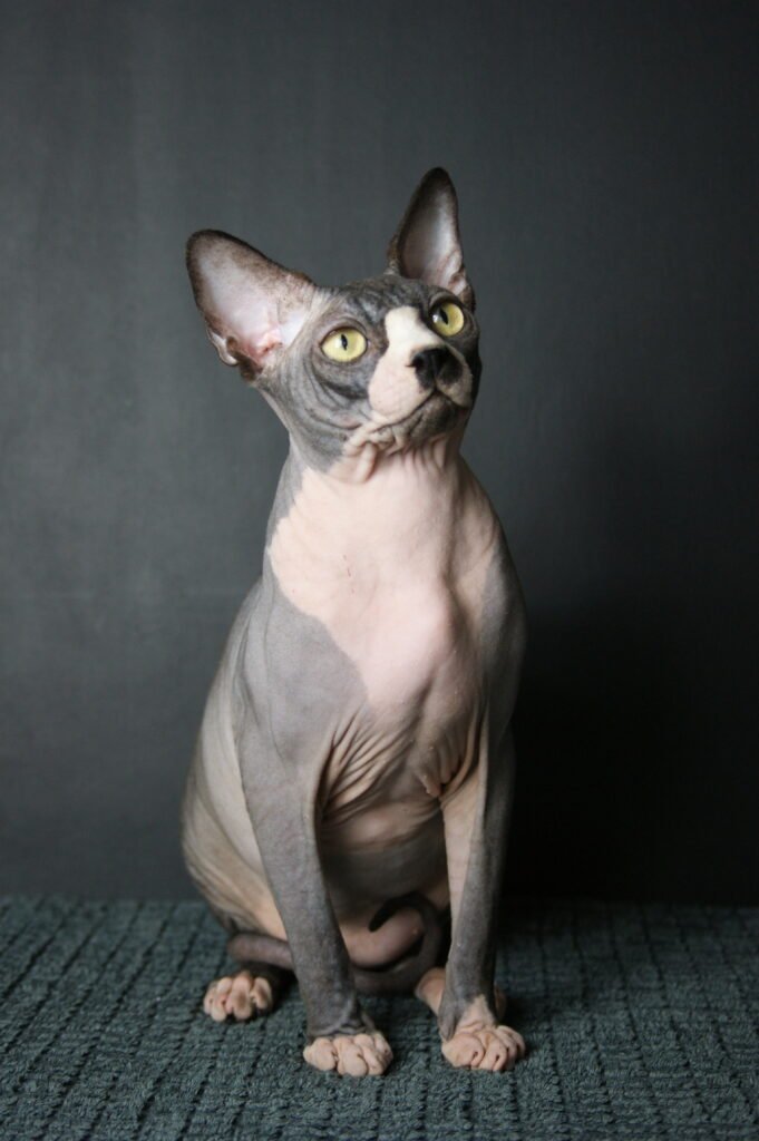 chat sphynx