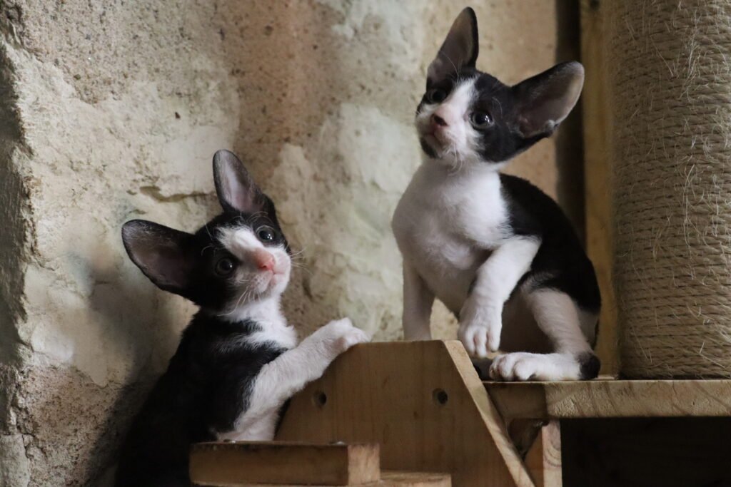 chatons cornish rex