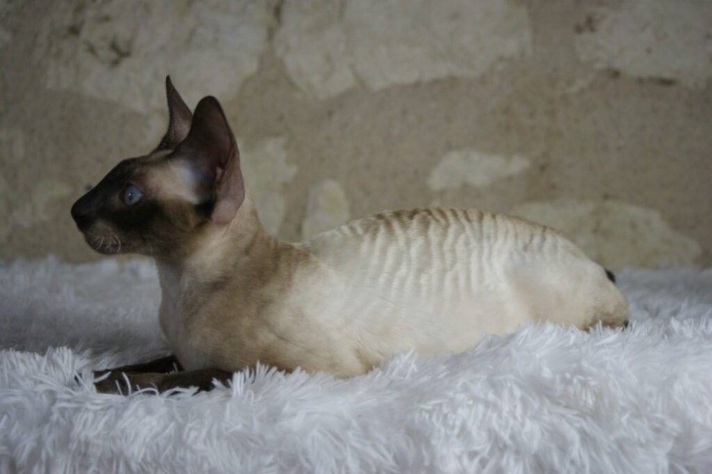 cornish rex