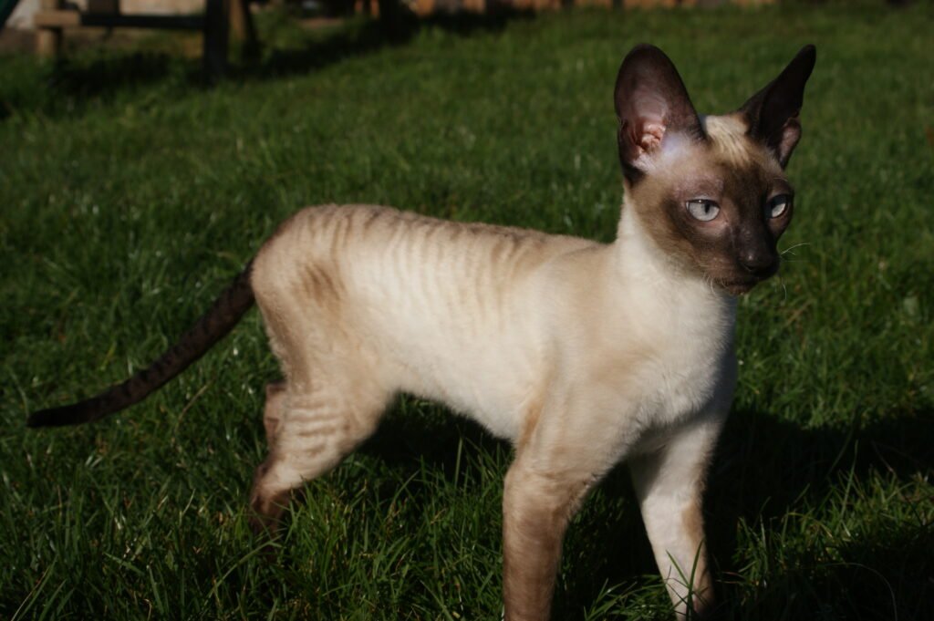 cornish rex