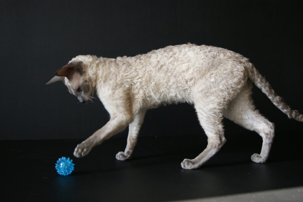 cornish rex