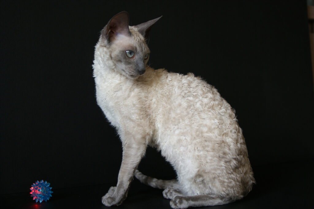 cornish rex