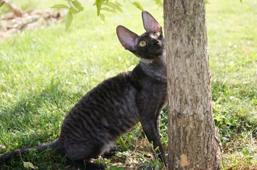 cornish rex