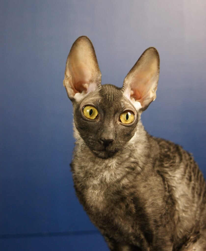 cornish rex