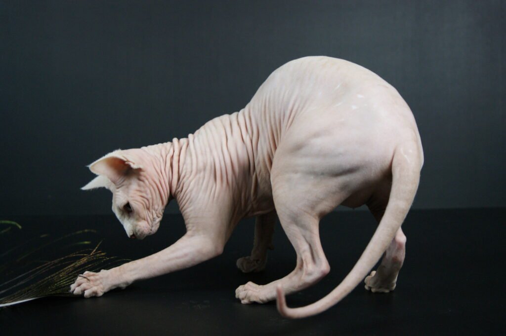 chat sphynx