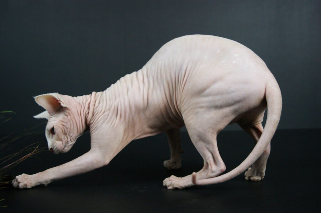 chat sphynx