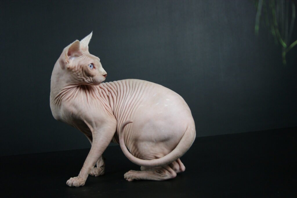 chat sphynx