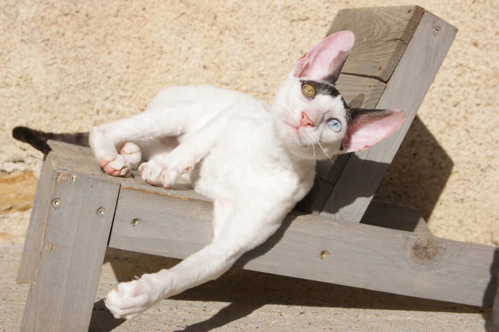 cornish rex