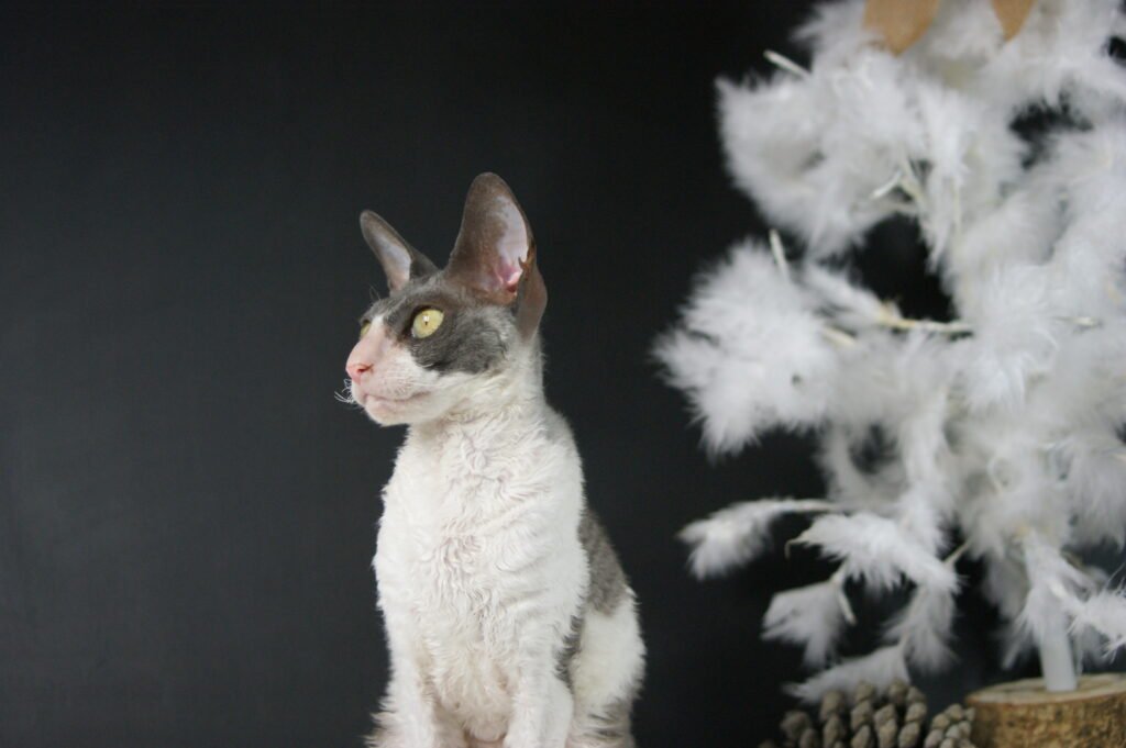 cornish rex