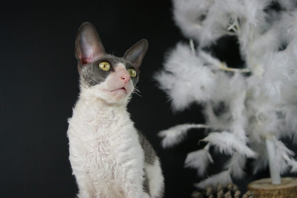 cornish rex