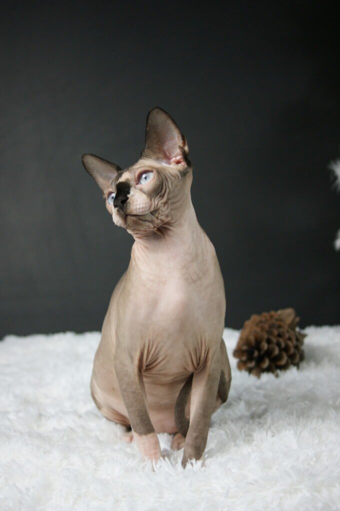 Sphynx chat