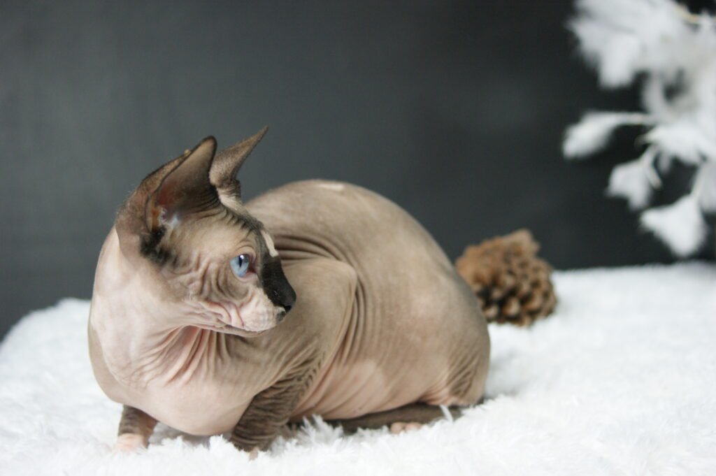 Sphynx chat