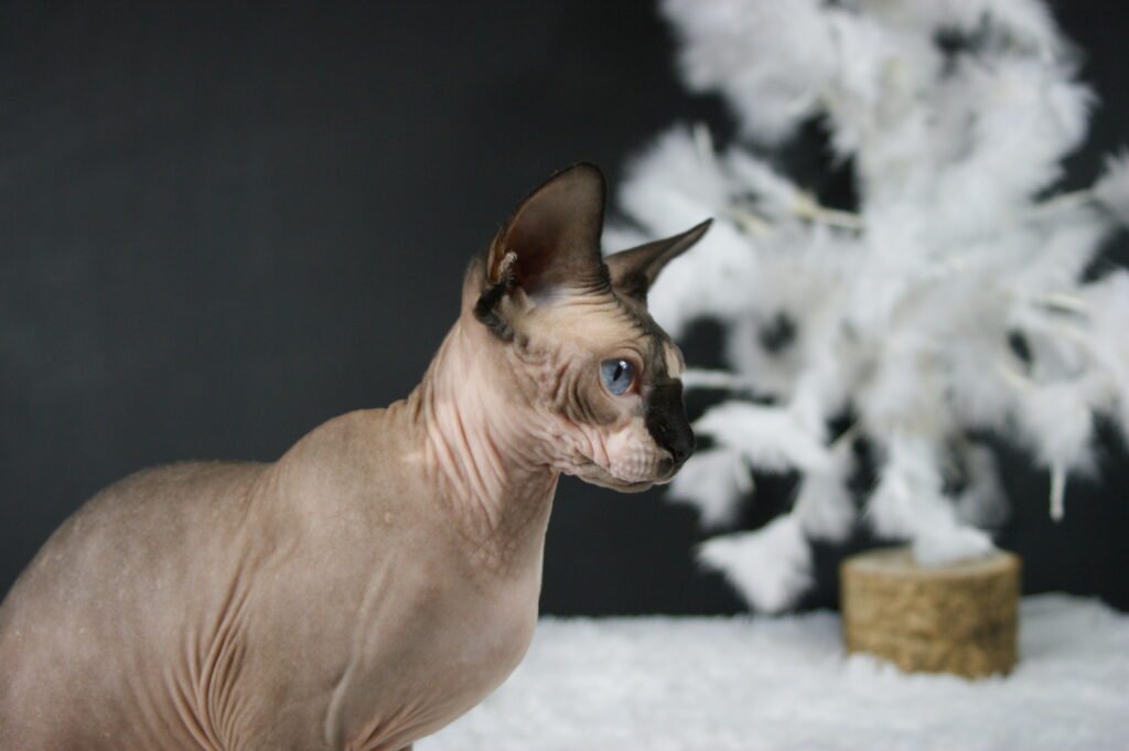 Sphynx chat