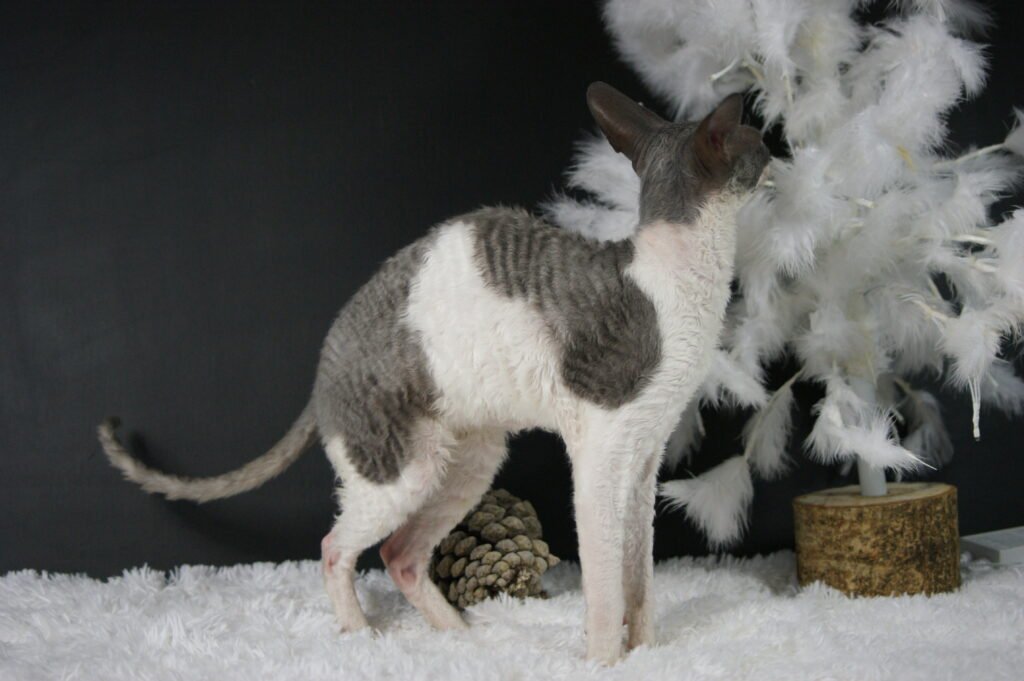 cornish rex