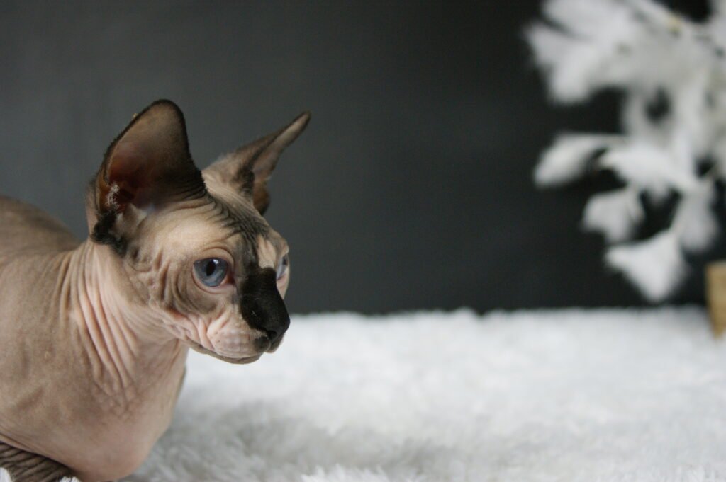 Sphynx chat