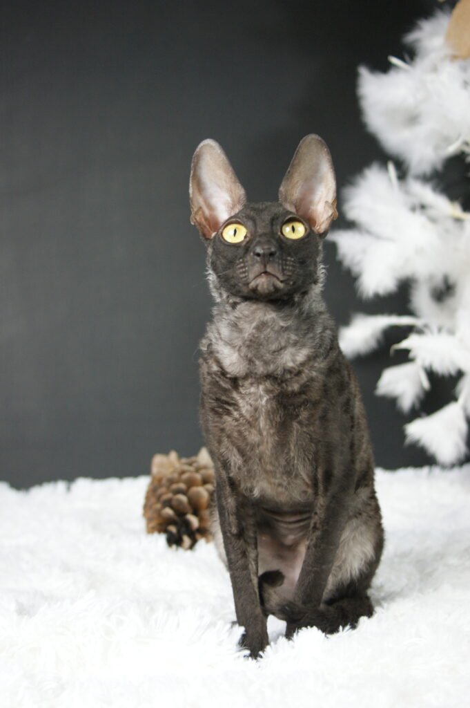 cornish rex