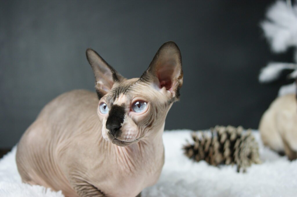 Sphynx chat