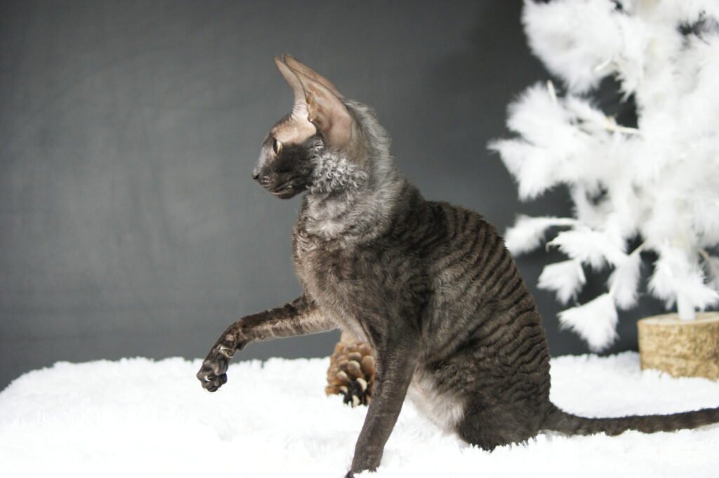 cornish rex