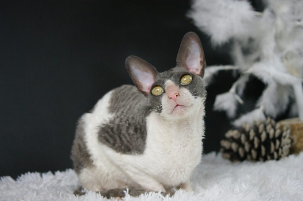 cornish rex