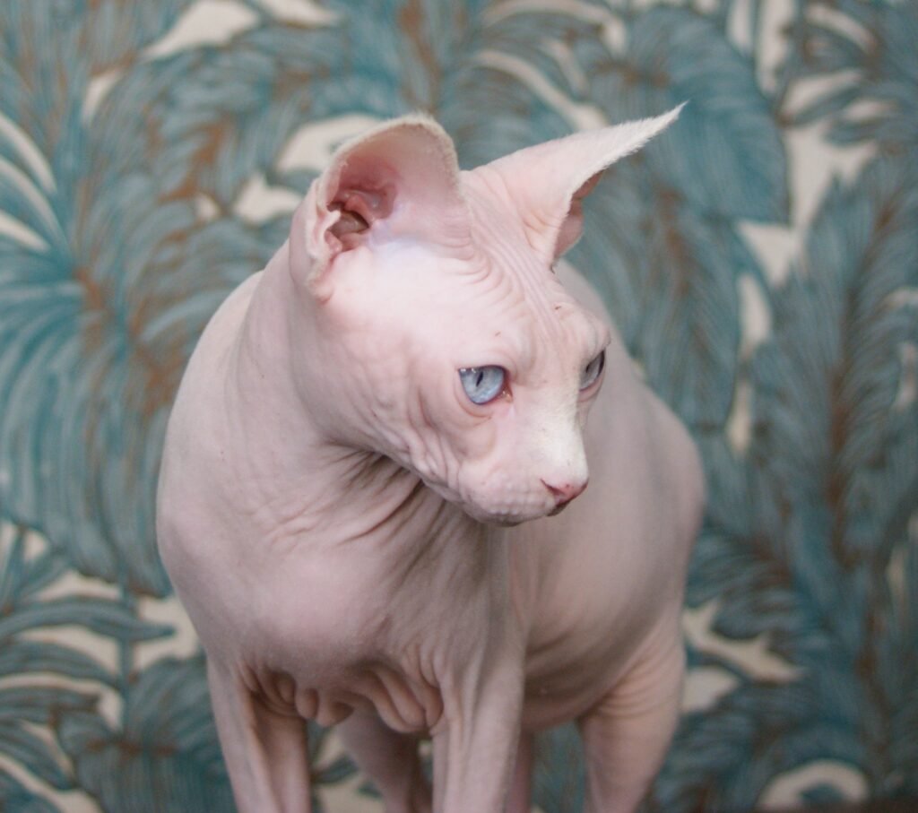 chat sphynx