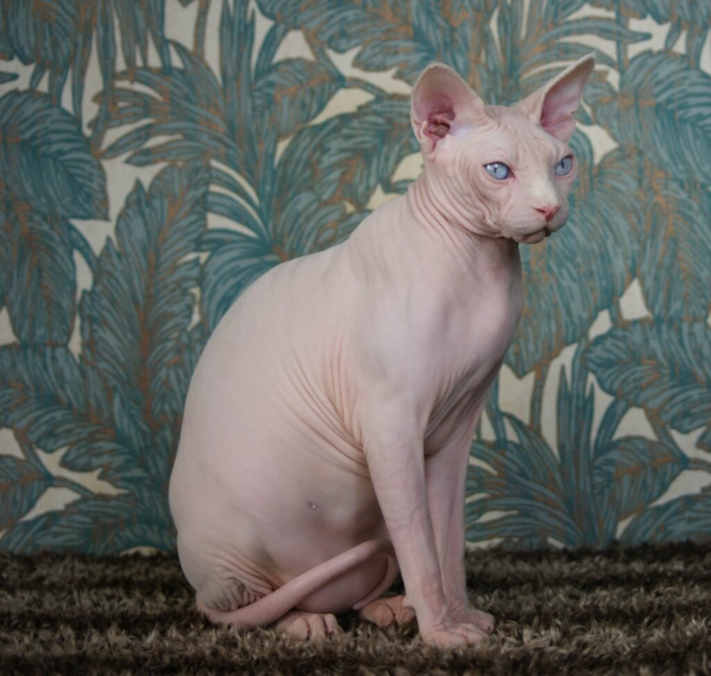 chat sphynx