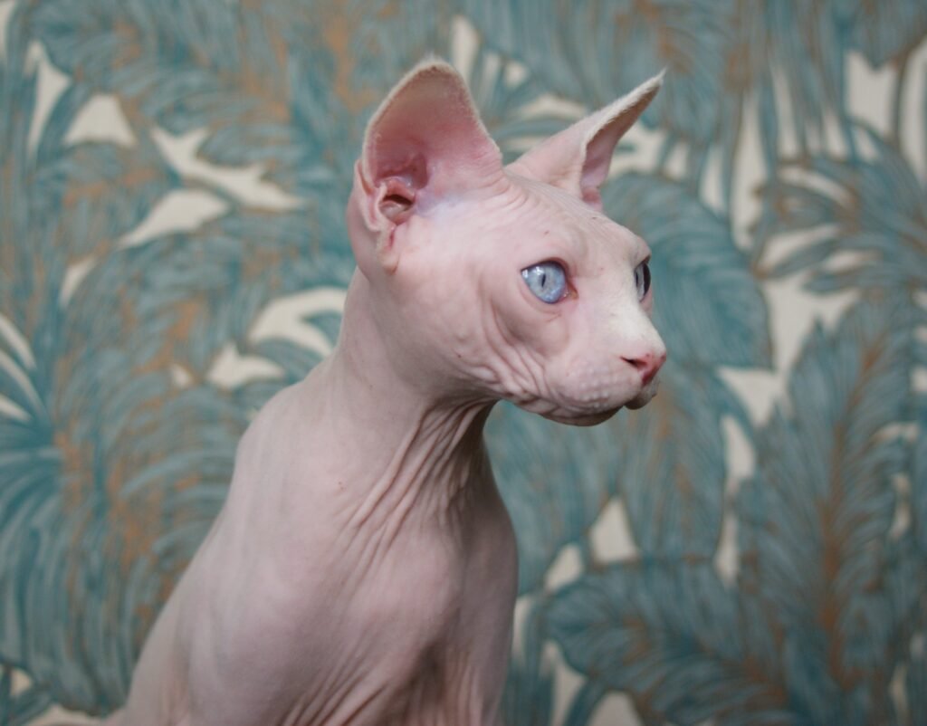 chat sphynx