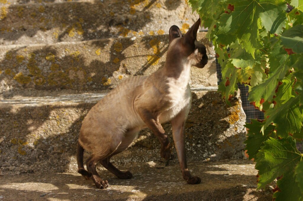 Cornish rex