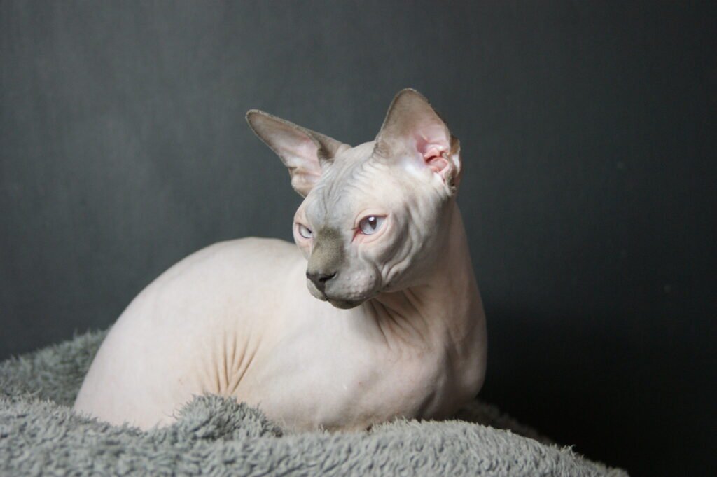 sphynx chat