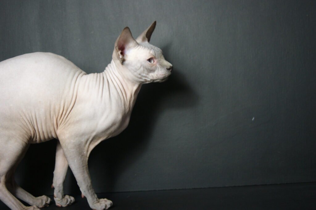 sphynx chat