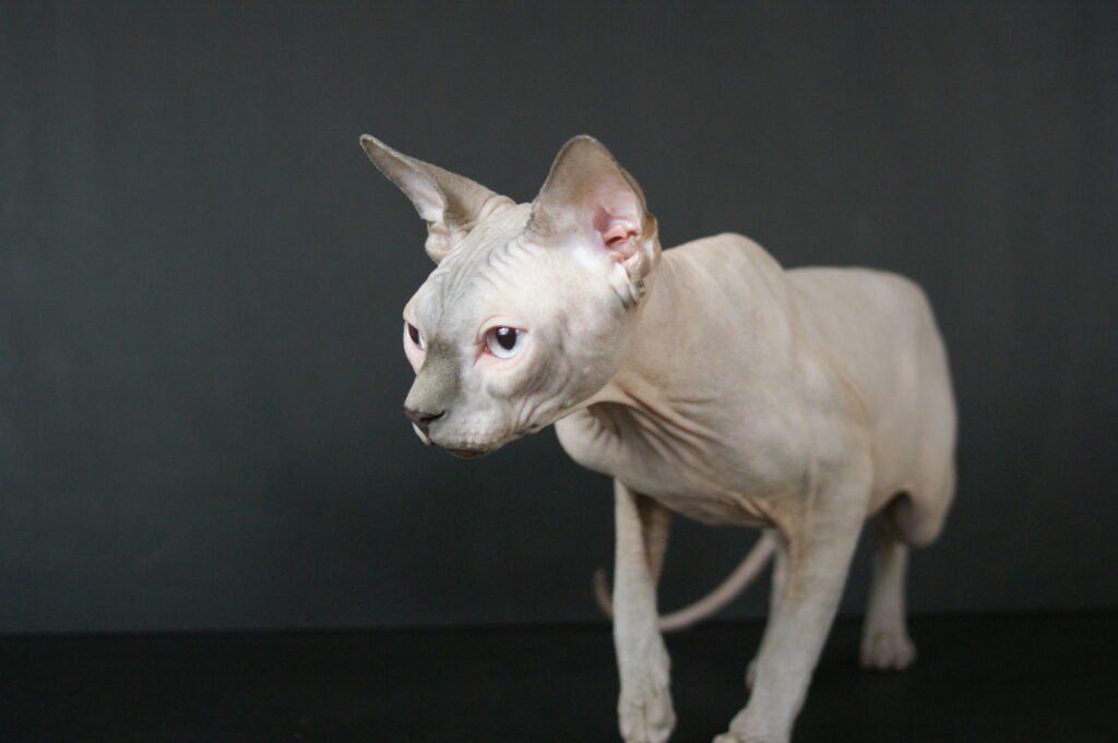 sphynx chat