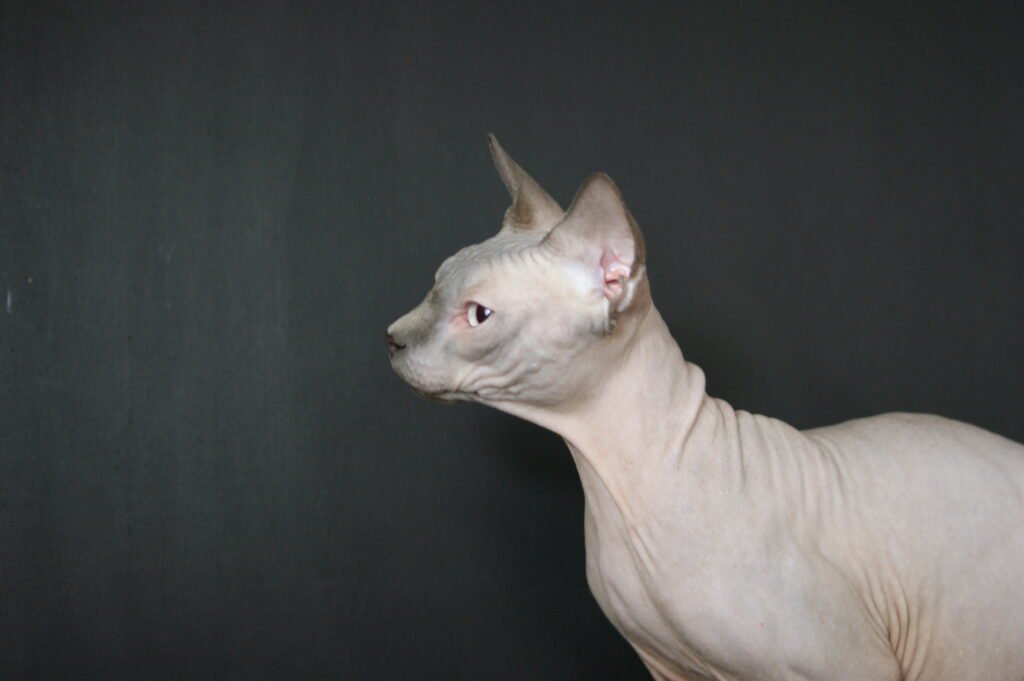 sphynx chat