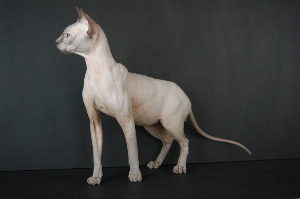 sphynx