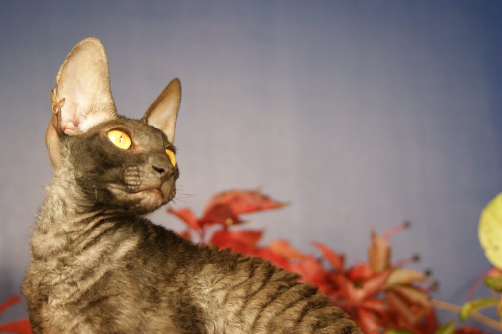 cornish rex