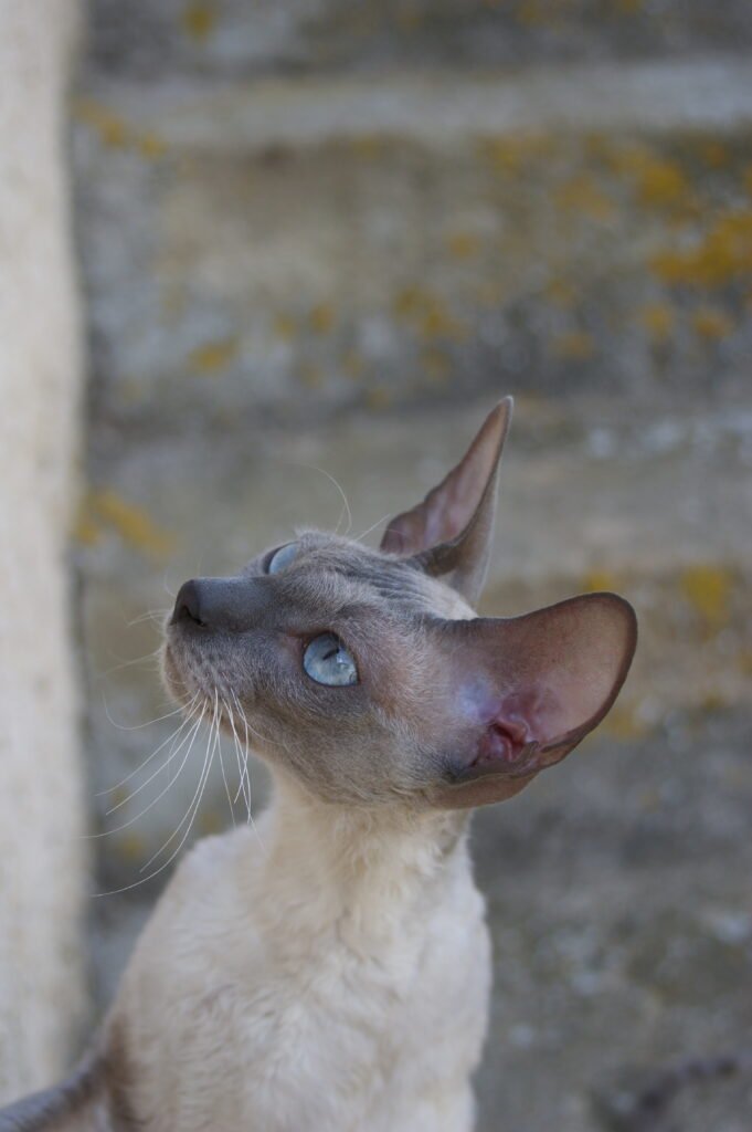 cornish rex