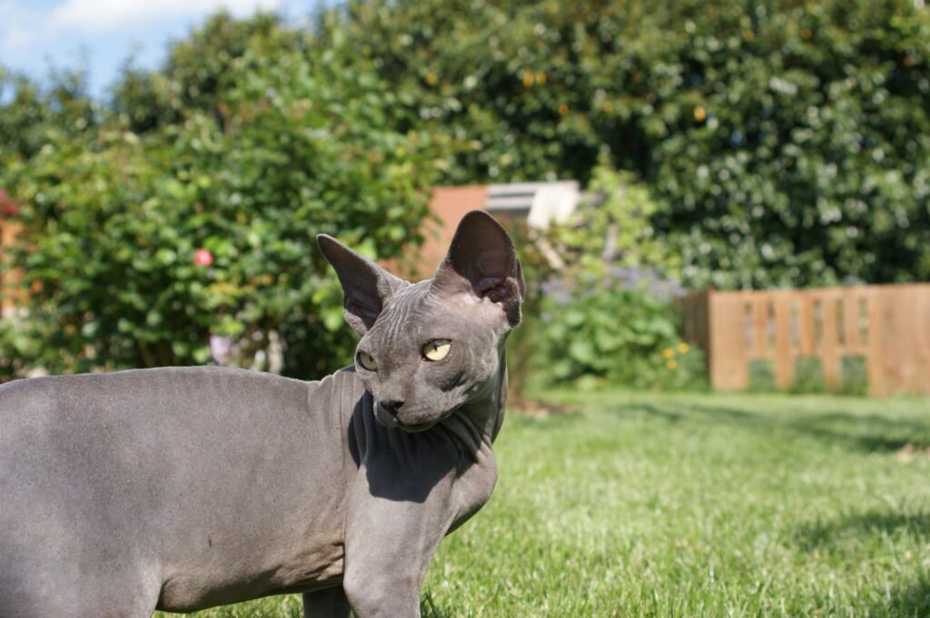 chat sphynx