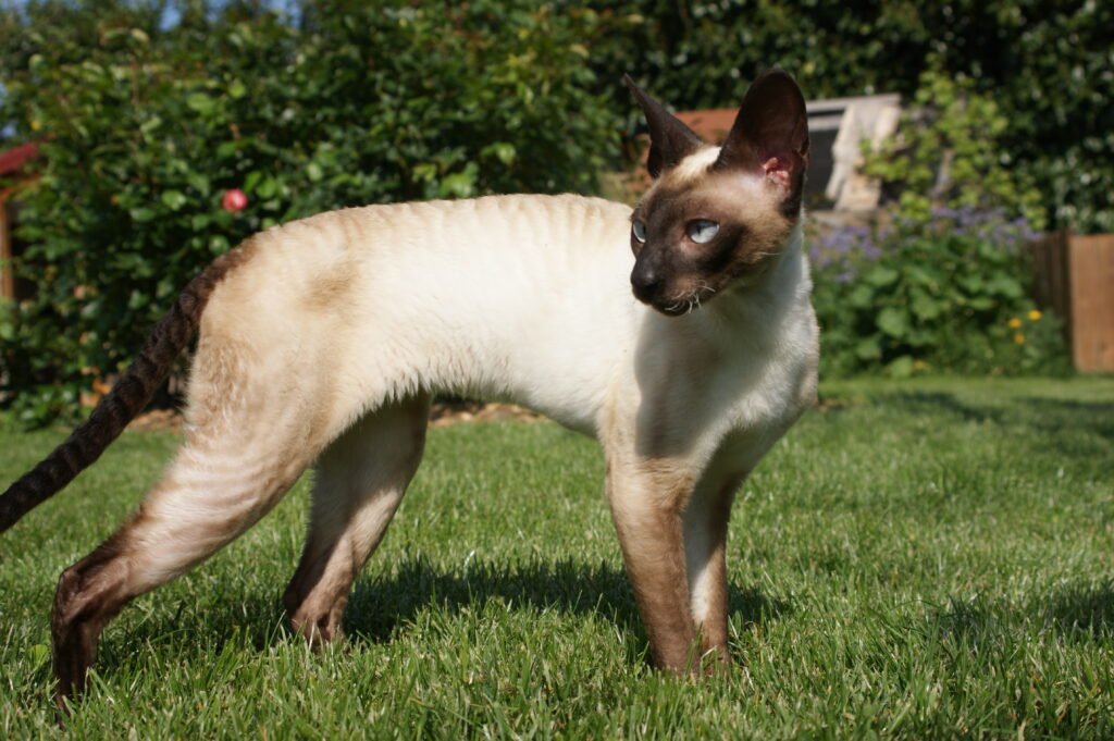 cornish rex