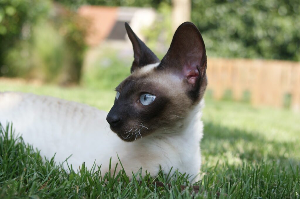 cornish rex