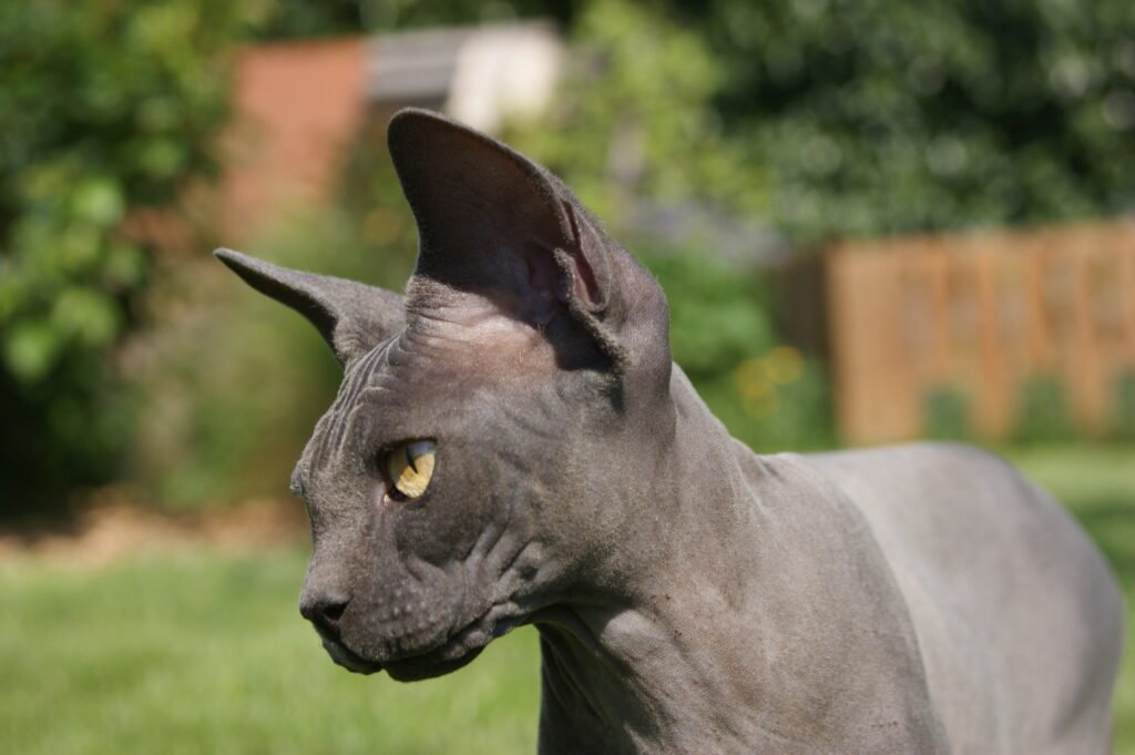 chat sphynx