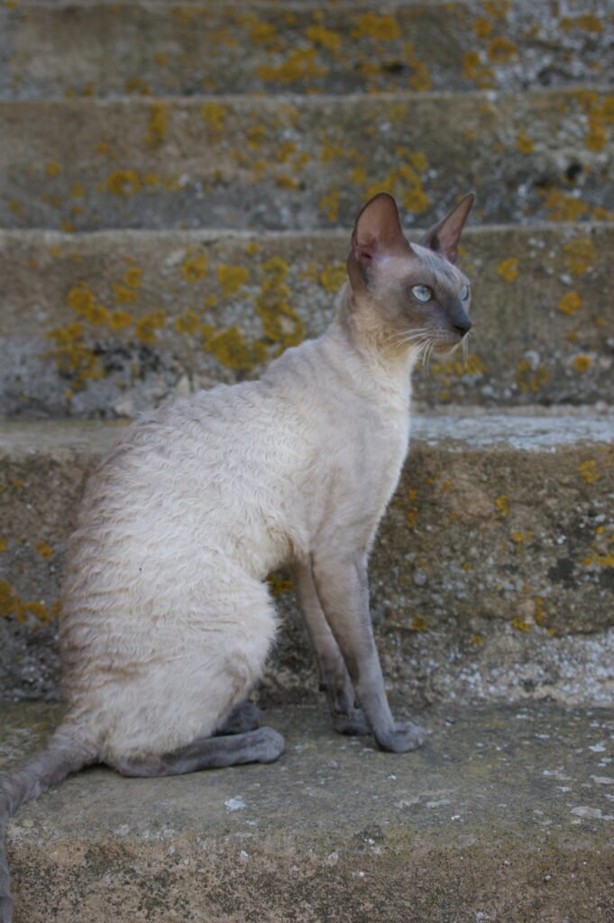 cornish rex