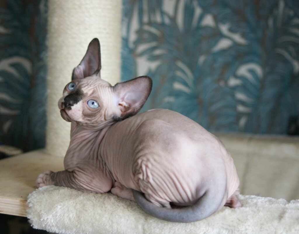 Sphynx chat