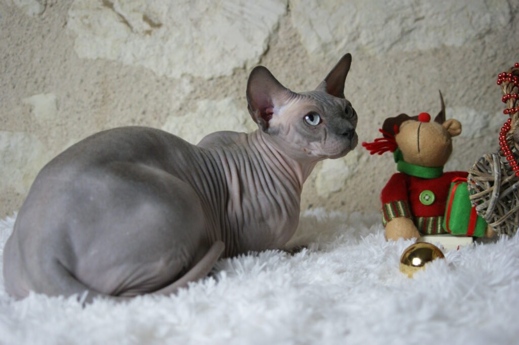 chat sphynx