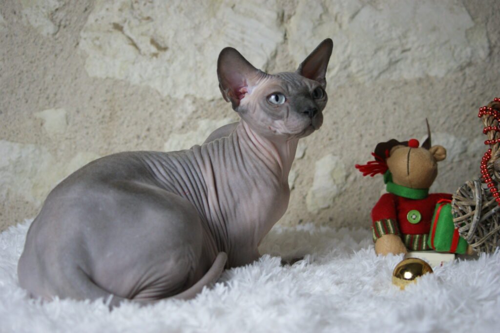 chat sphynx