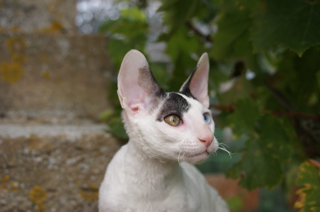 cornish rex