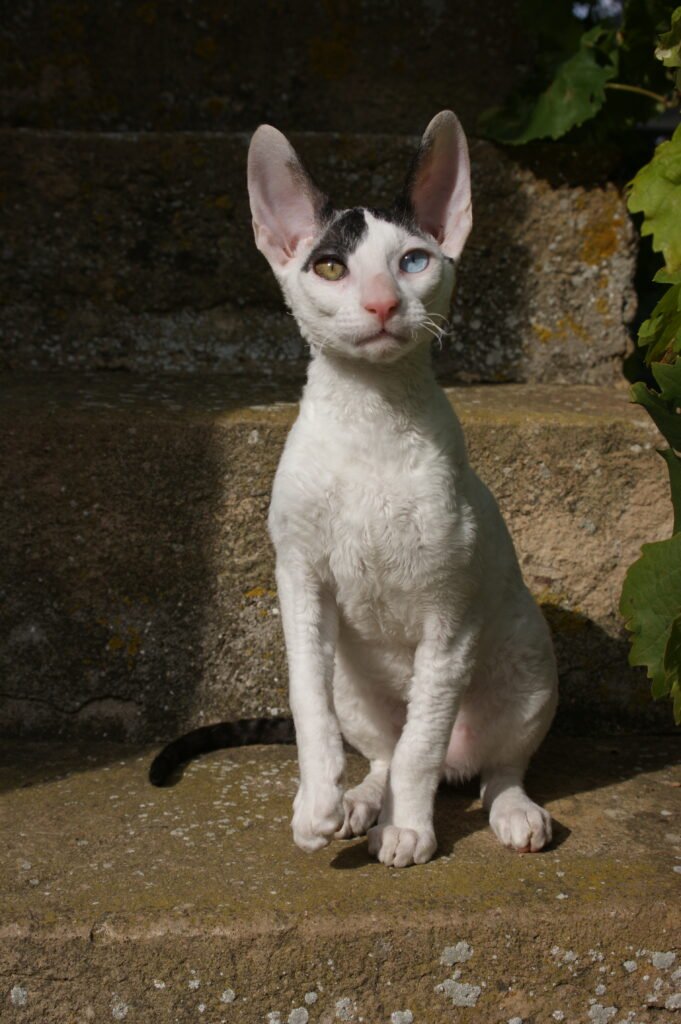 cornish rex