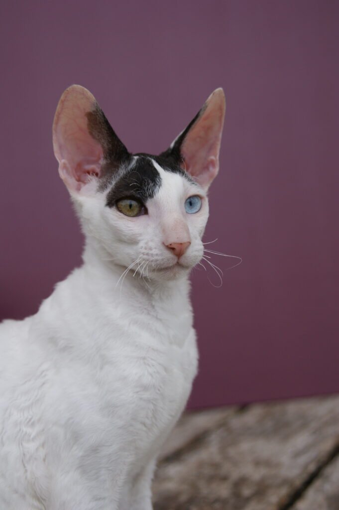 cornish rex