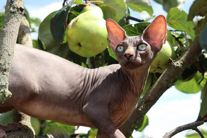 chat sphynx