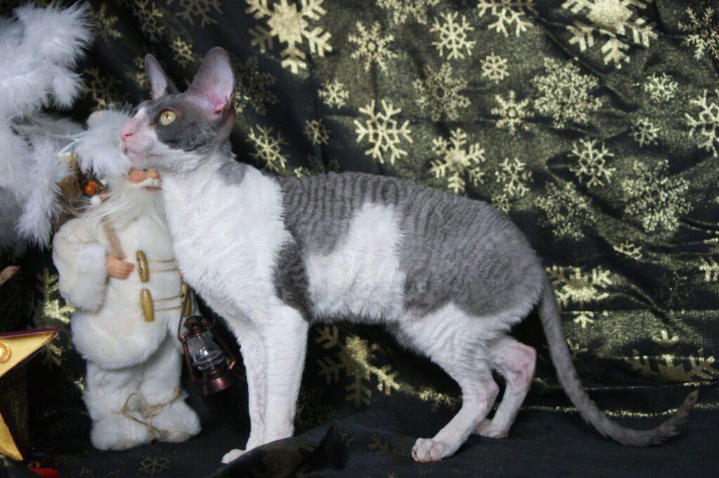 cornish rex